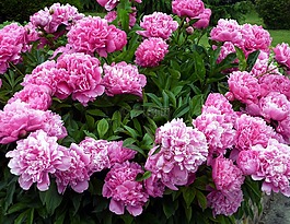 鮮花,牡丹,花園
