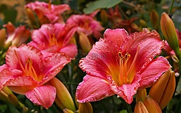 黄花菜,开花,花