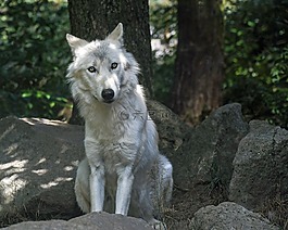 狼,捕食者,野生動物