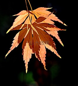 葉,秋,秋天