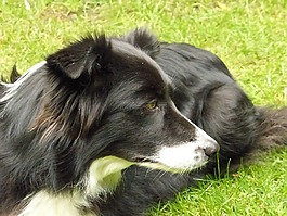 边境牧羊犬,狗,英国牧羊犬