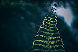 蕨類植物,模糊,背景