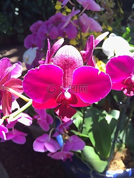 蘭花,花,紅色