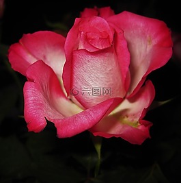玫瑰绽放,rose,花