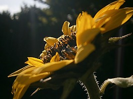 太陽花,花,開花