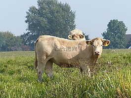 奶牛,牧场,牛肉