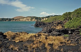 新西兰,海,海洋