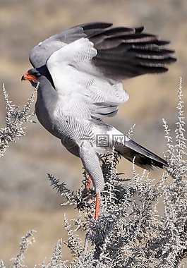 獵鷹,鳥,飛