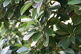 葉子,布什,植物