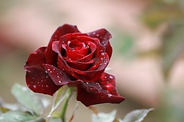 玫瑰,花卉,紅