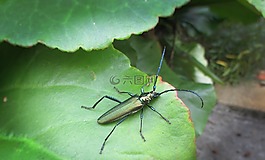 性質(zhì),昆蟲,葉子