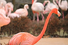 火烈鳥,粉紅色,鳥