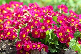 鮮花,報(bào)春花,紅色
