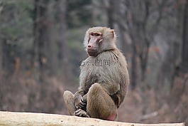 猴子,動(dòng)物,野生動(dòng)物