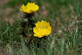 自然,植物區(qū)系,花