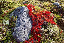 山,徒步旅行,挪威