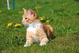 猫,小猫,红猫