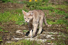 猫,小猫,品种猫
