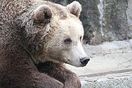 熊,動(dòng)物,捕食者