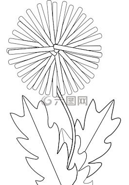 黑色和白色,蜡笔,蒲公英花