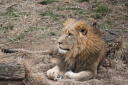 獅子,野生,野生動物