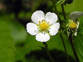 草莓花,開花,白