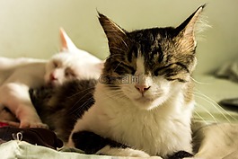 貓,可愛,貓科動物