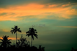 日落,棕櫚樹,椰子