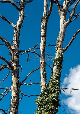 藍(lán)色,天空,云