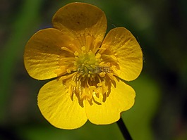 毛茛,黃色,開(kāi)花