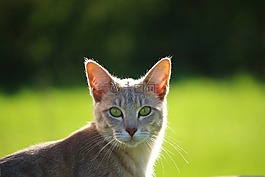 猫,小猫,品种猫