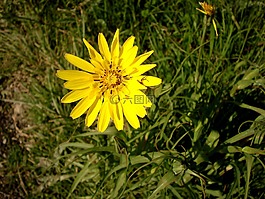 黃色的花,性質(zhì),春天