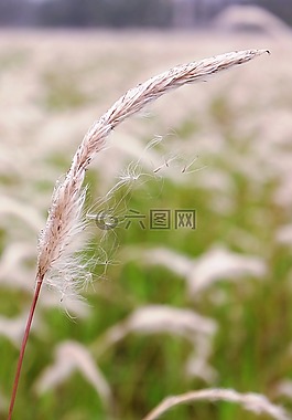 草,自然,夏天