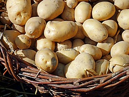 馬鈴薯,秋季,性質(zhì)