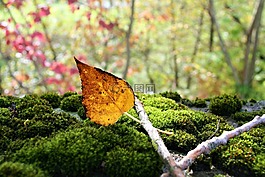 苔蘚,秋金,黃色