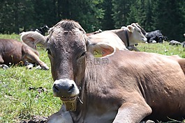 牛,動物,牛肉