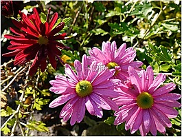 花,性質,廠