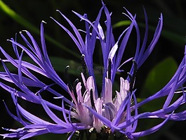 開花,花,紫
