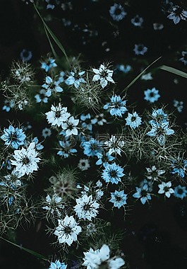 鮮花,自然,花