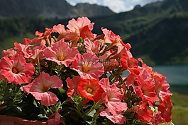 矮牽牛,鮮花,橙