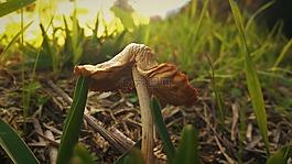 蘑菇,野生,自然