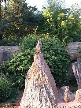獴,動(dòng)物園,動(dòng)物