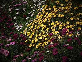 花,鮮花,如花