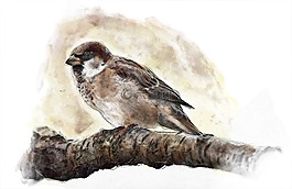 麻雀,鳥(niǎo),自然
