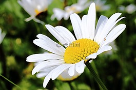 雛菊,開(kāi)花,白