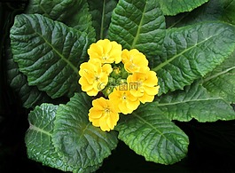 自然,葉,植物區(qū)系