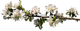 開花,春天,白