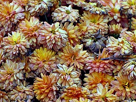 花的,植物,自然