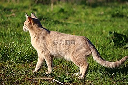 猫,小猫,品种猫