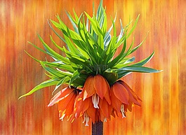 開花,性質(zhì),橙花